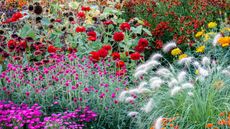 Beautiful flower garden flowers, perennial and annual plants in a colorful flower bed
