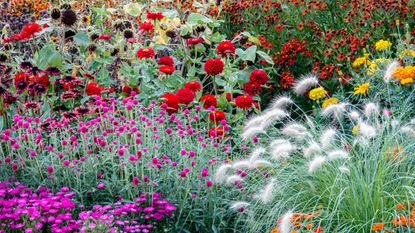 Beautiful flower garden flowers, perennial and annual plants in a colorful flower bed