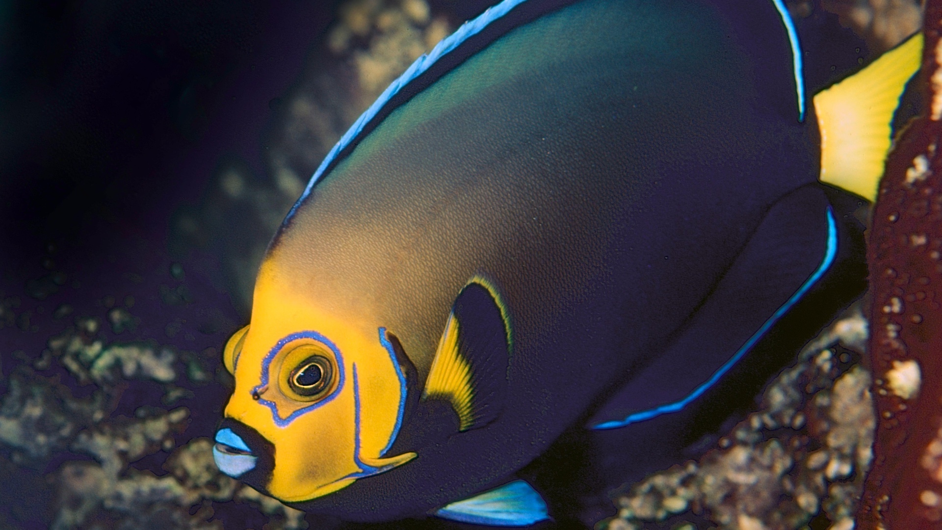 Conspicuous angelfish