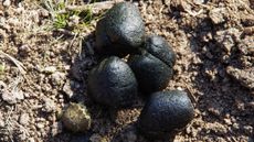 wombat poop