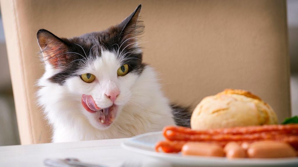 Why your cat is stealing food and how to stop him PetsRadar