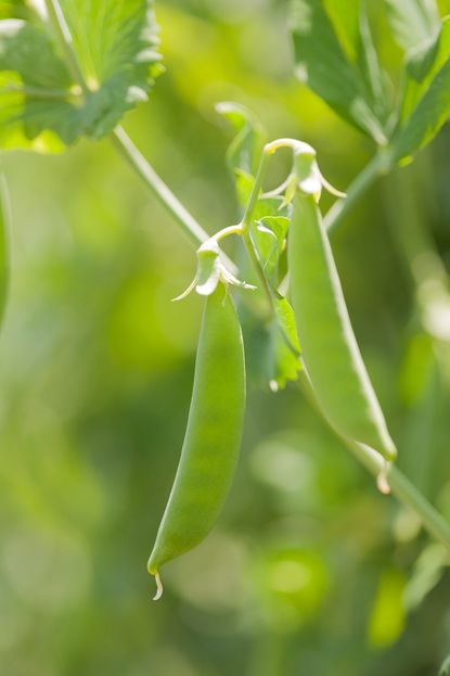 Close Up of Avalanche Peas