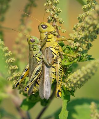 Two grass hoppers on top of one another on a green plant
