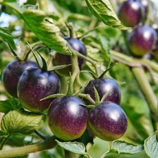 purple tomatoes fruiting on stems