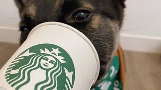 starbucks pet bandanas