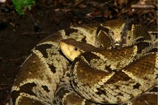 a female Terciopelo snake in Costa Rica