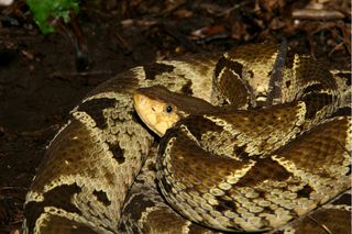 a female Terciopelo snake in Costa Rica