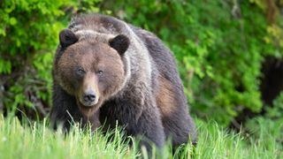 Grizzly bear in open grassland