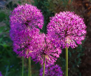 allium christophii plants in bloom