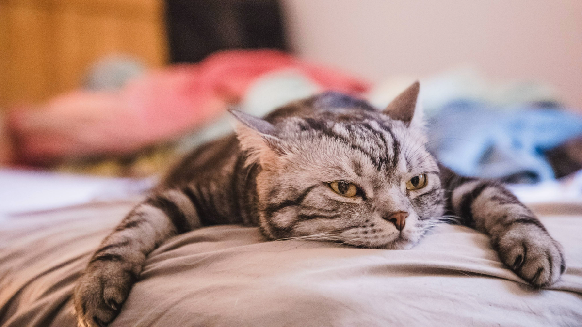 Cat lying on a bed looking slumped over and bored