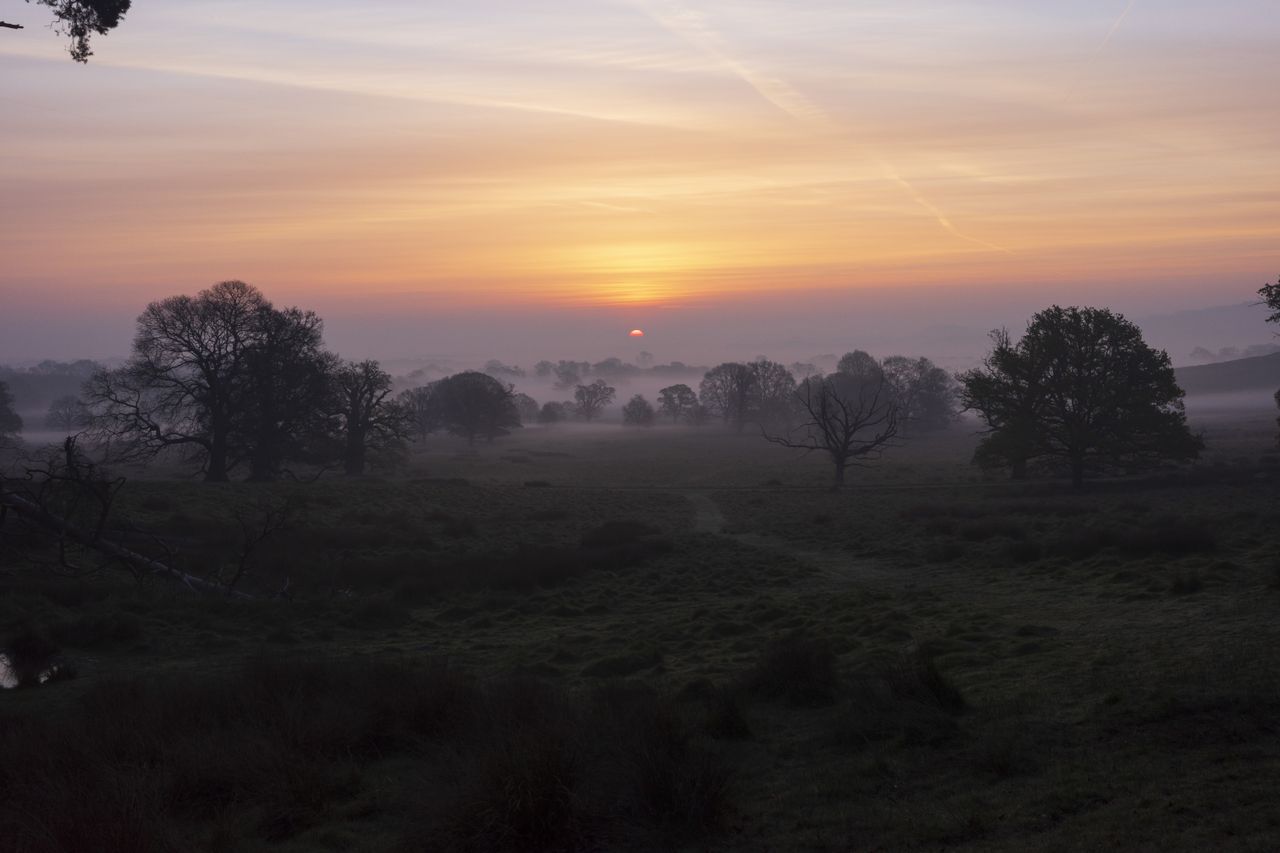 A sunset over a misty forest