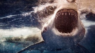 a great white shark close up with its mouth open and teeth showing underwater