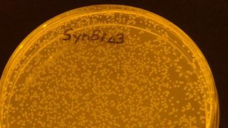 Photo shows a lab dish labeled with the name of a strain of E. coli with a synthetic genome; e. coli cells can be seen growing in the dish, which is colored with orange light