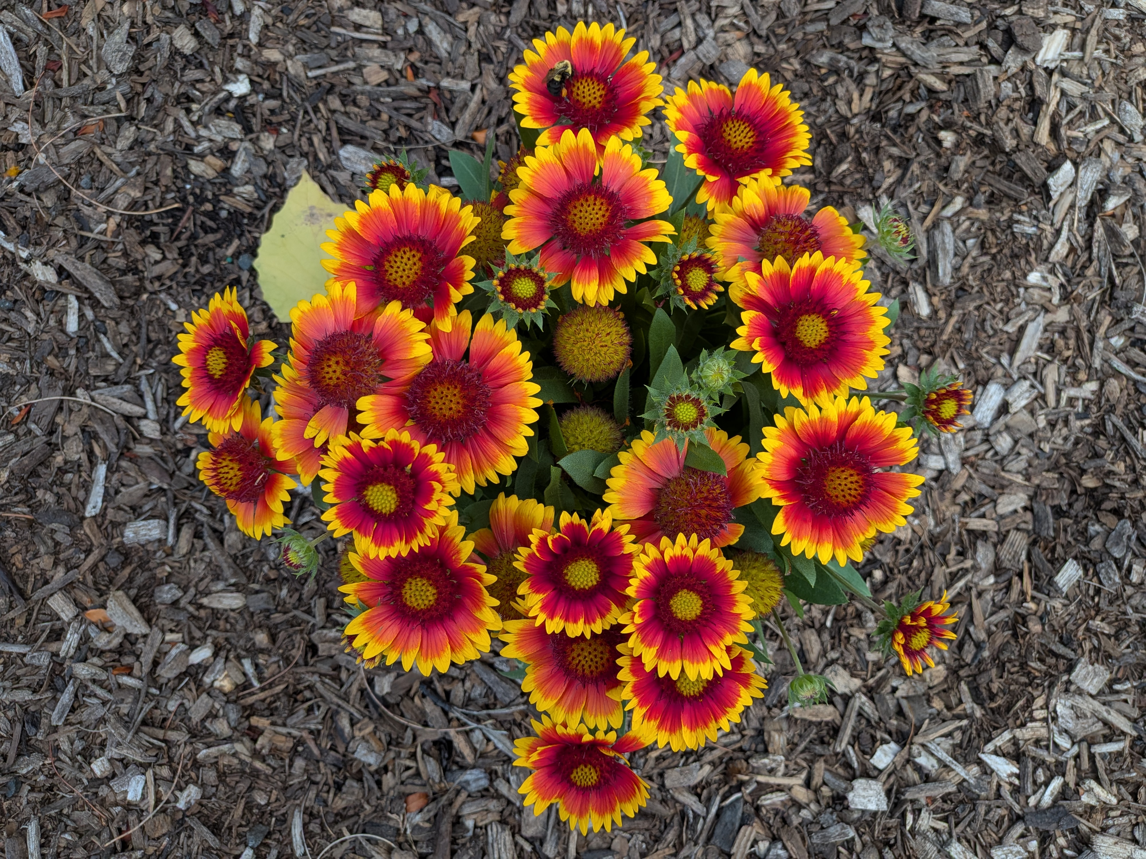 Google Pixel 10 camera image samples