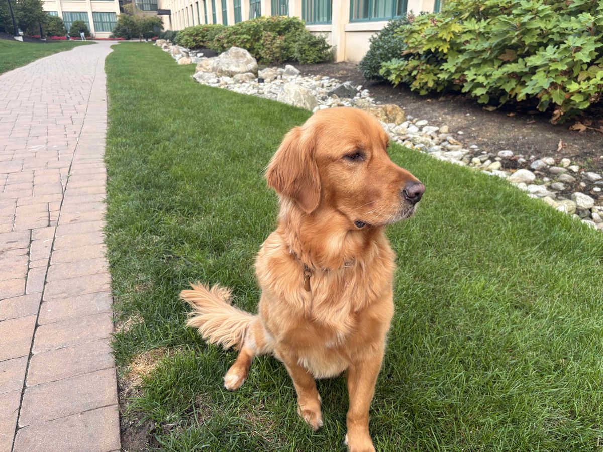 Apple iPhone 16 Plus Review, Camera Samples