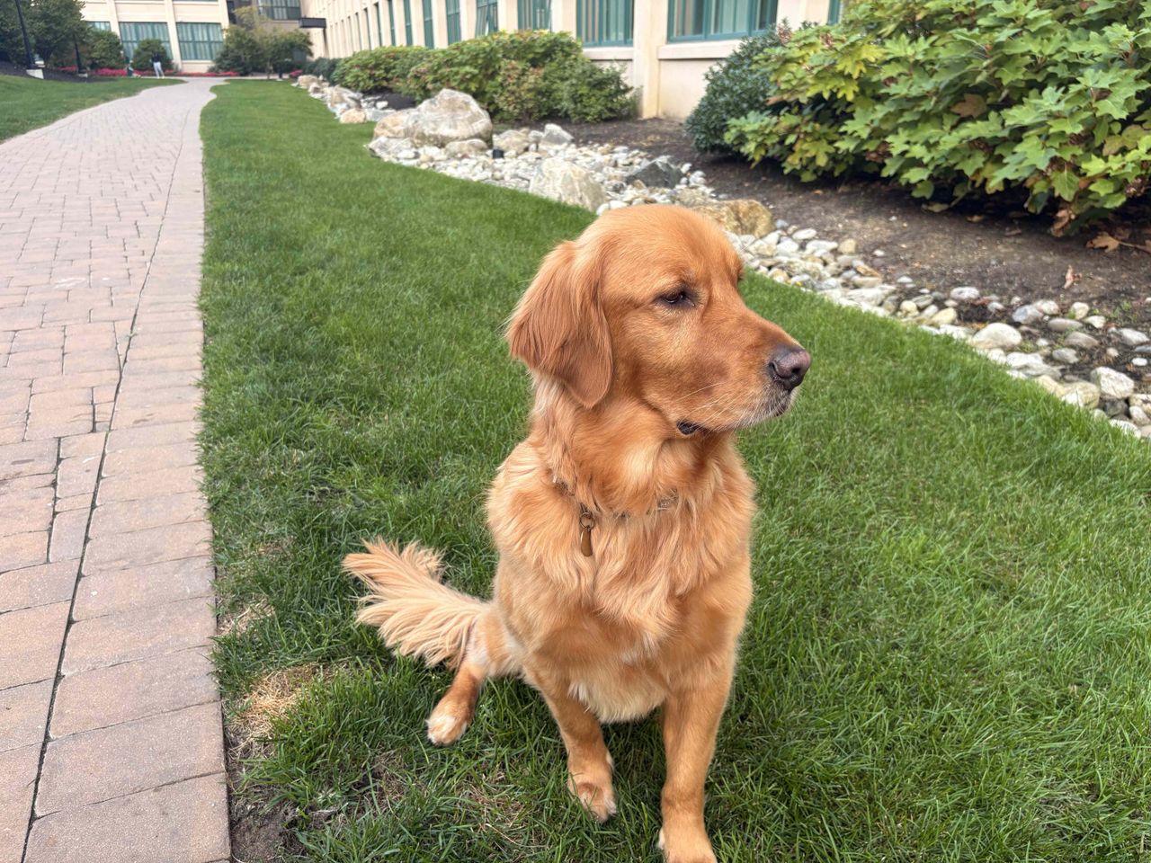 Apple iPhone 16 Plus Review, Camera Samples
