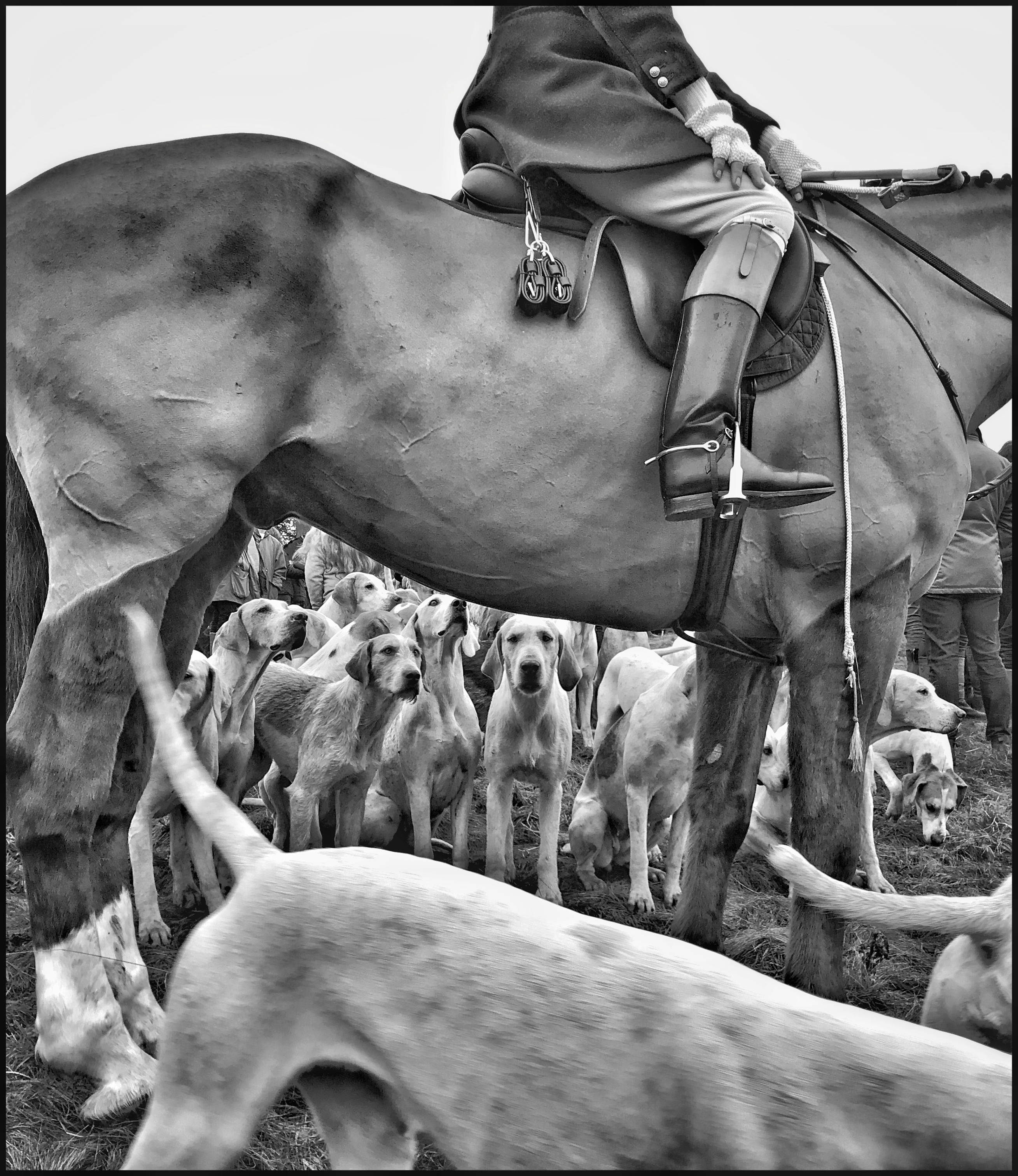 A man riding a horse surrounded by dogs