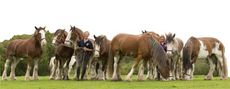 Clydesdales.jpg