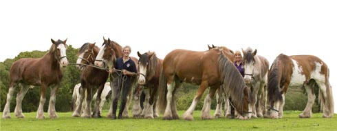 Clydesdales.jpg