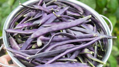 How to grow French beans in style: bean variety 'Cosse Violette' at harvest