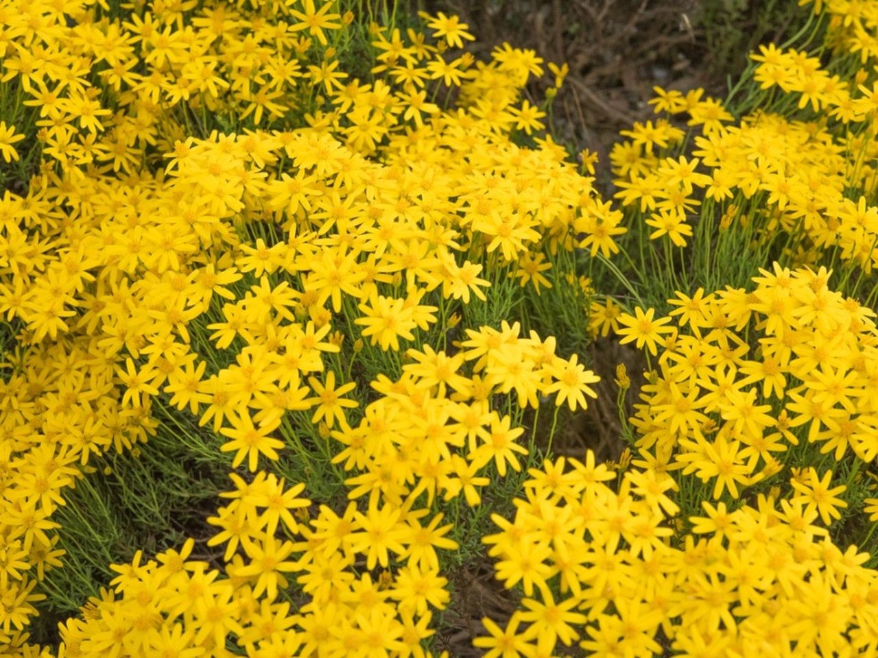 Yellow Damianita Daisies