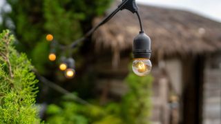 Solar lights next to a pine