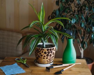 Dracaena fragrans house plant on a table