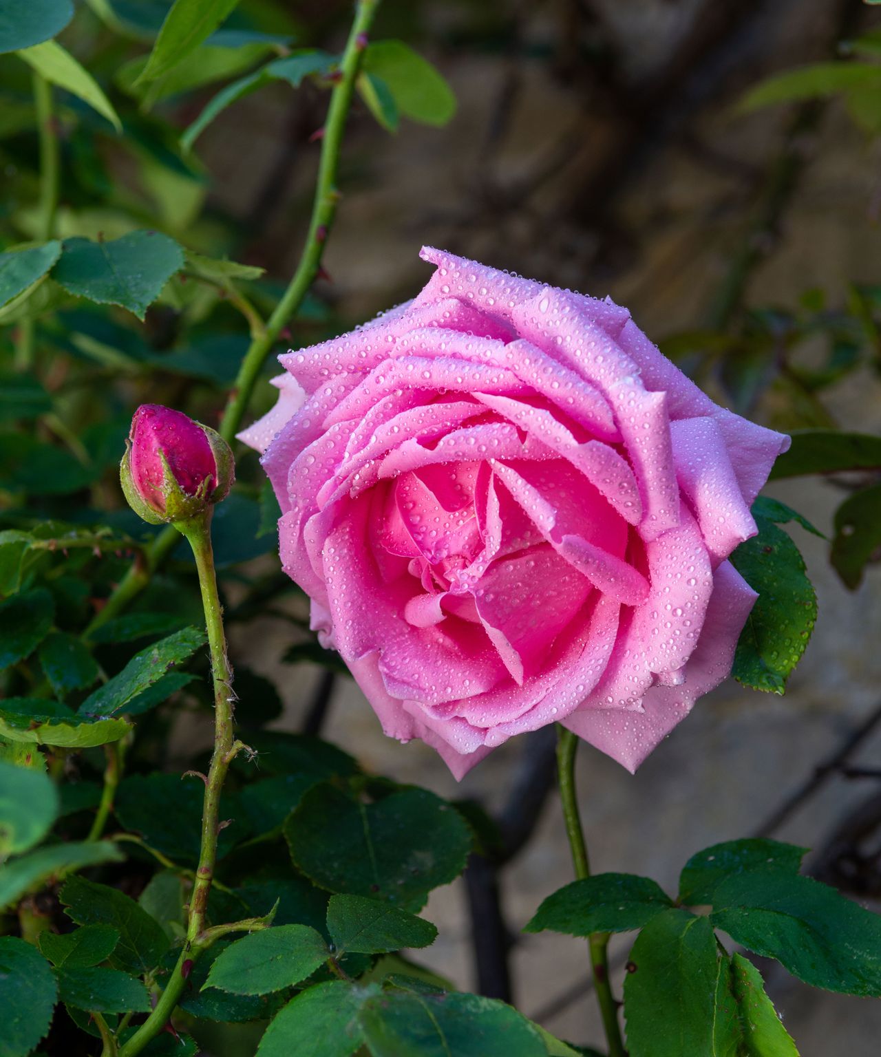 pink climbing aloha rose