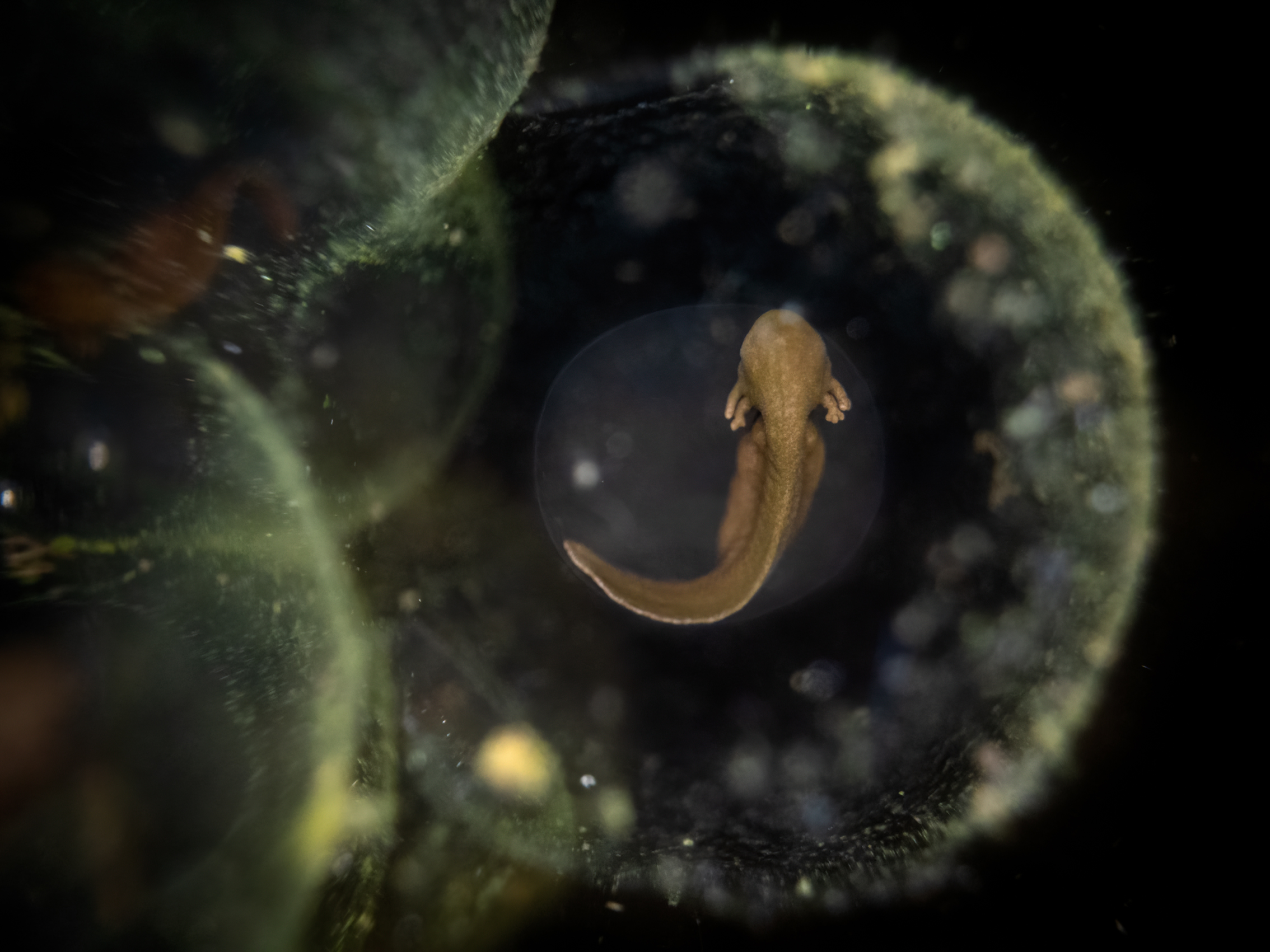 Close-up image of a developing amphibian embryo inside a translucent egg in dark surroundings