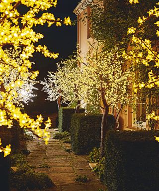garden trees lit up at night