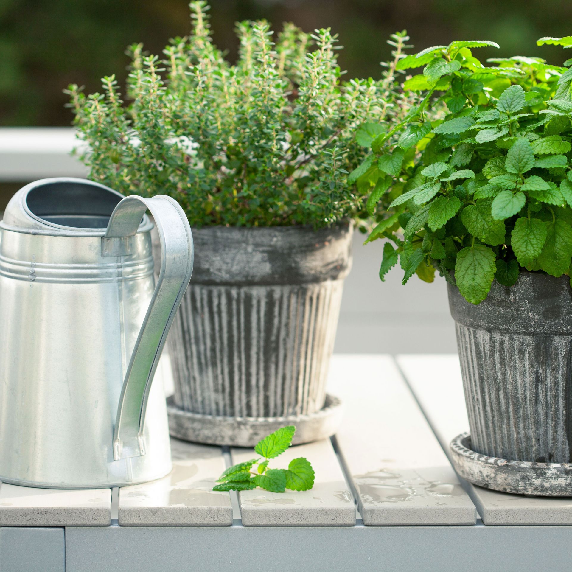 herbs in silver pots with watering can