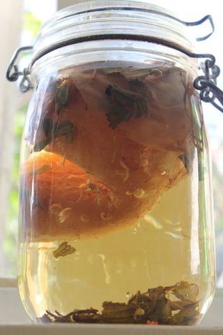 A jar of Kombucha tea brews in the sun. The microorganisms in Kombucha have shown amazing survival abilities in spacelike conditions.