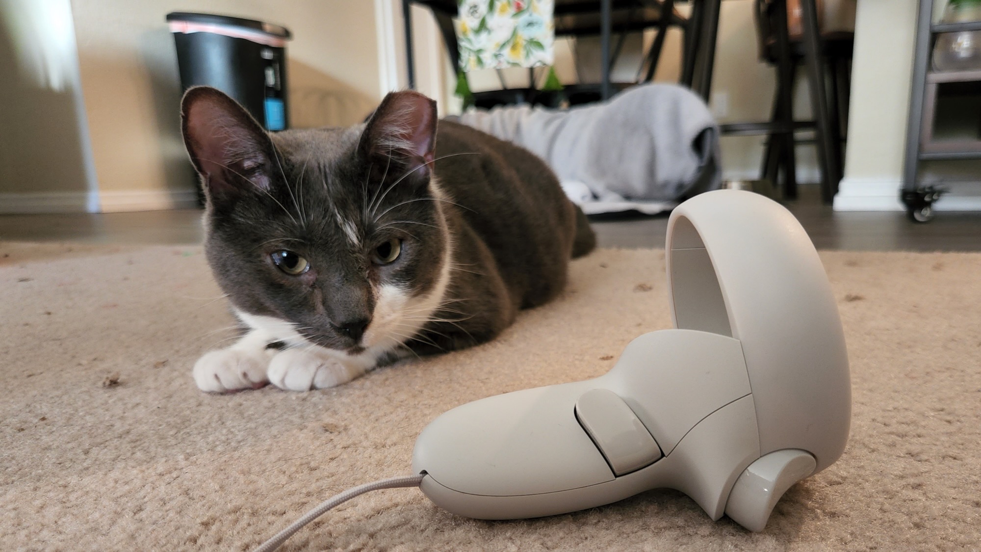 A cat laying next to the Oculus Quest 2 Touch Controller