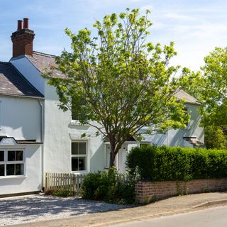 White Victorian cottage exterior with picket fence, hedge and tree in front garden