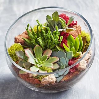 1800 Flowers Glass Succulent Terrarium