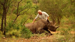 WWF transports black rhinoceroses by helicopter