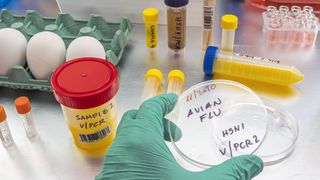 A gloved hand holds a petri dish marked "Avian flu" on a table with other lab equipment