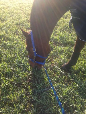 Hilly grazing