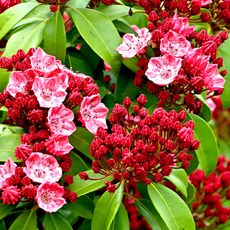 mountain laurel shrub with red and pink flowers