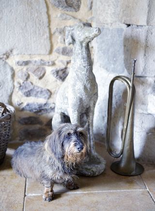 dog in french home