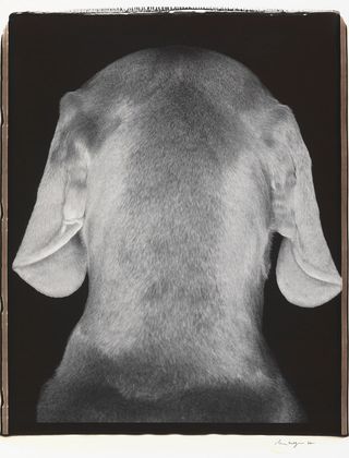 Black and white picture of a back of a dogs head