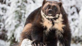 Front view of wolverine (Gulo gulo) sitting on snow, Haines, Alaska, USA
