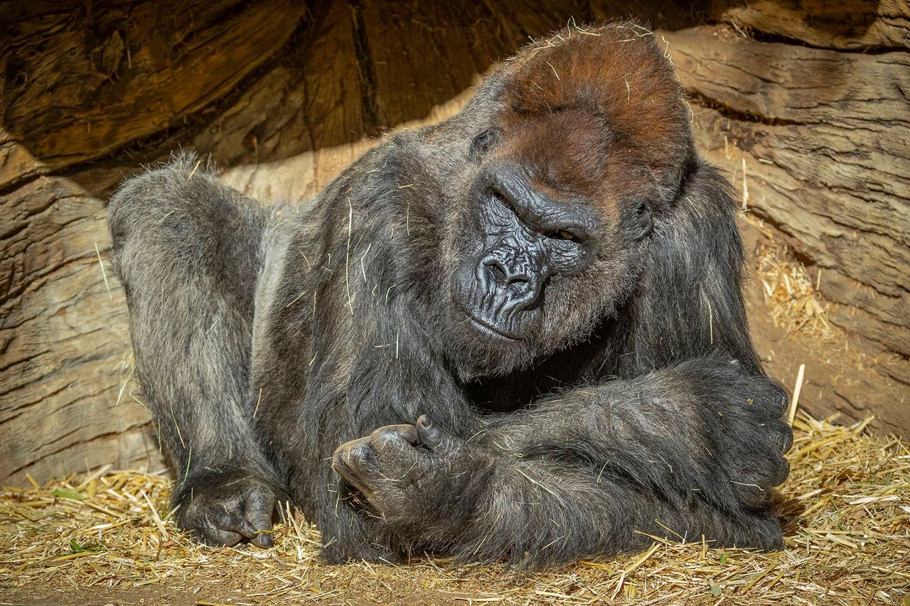 A gorilla at the San Diego Zoo Safari Park.