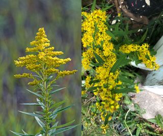 Canada goldenrod and Blue-stemmed goldenrod