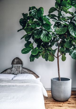 Fiddle-leaf fig tree styled by Hilton Carter in Living Wild published by Cico Books