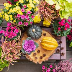 Pumpkins, pine cones and potted autumn flowers - stock photo