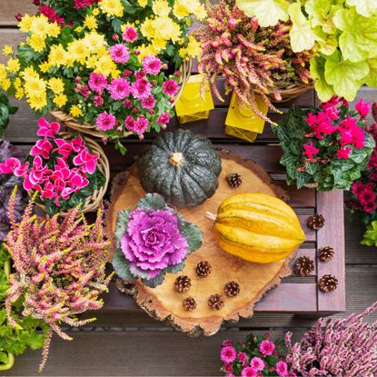 Pumpkins, pine cones and potted autumn flowers - stock photo