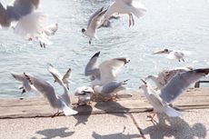 Seagulls squabbling over discarded chips at quayside, Poole, Dorset.