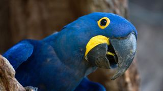 Best exotic pets - Hyacinth Macaw