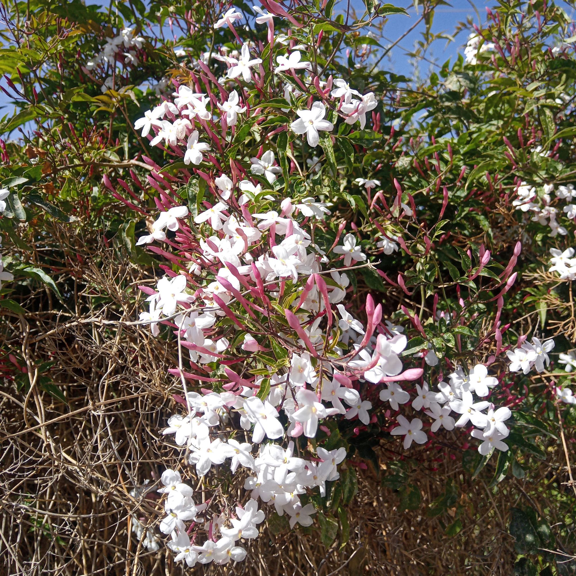 Flowering common jasmine